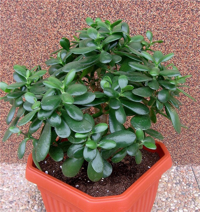 Crassula ovata